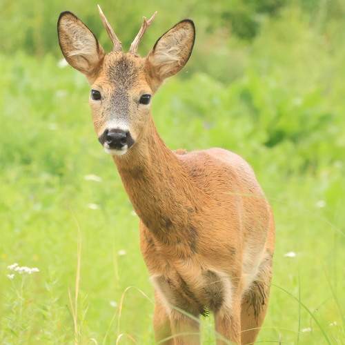 Photo #11443281