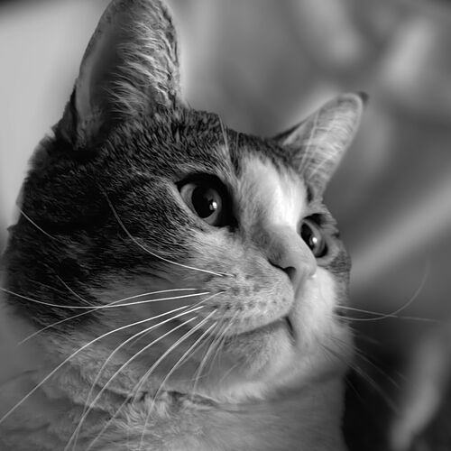 Photo #11443931