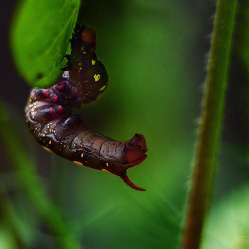 Photo #11444345