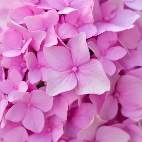 Photo #11444787