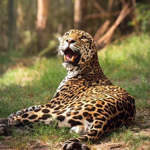 Photo #11445185
