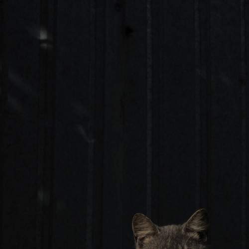 Photo #11445506
