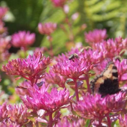 Photo #11446636