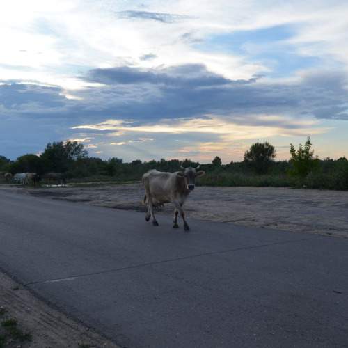 Photo #11446666
