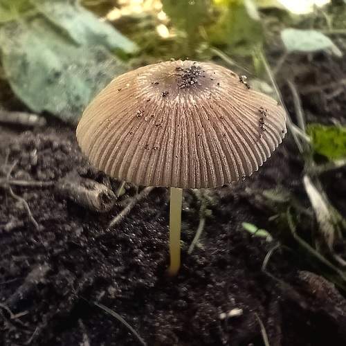 Photo #11446734