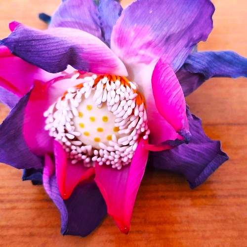Photo #11447205