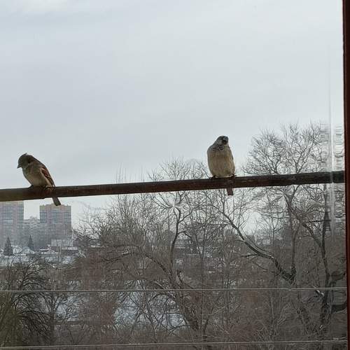 Photo #11447599
