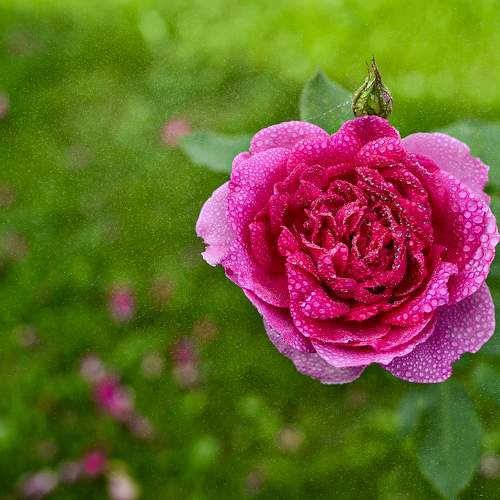 Photo #11448007