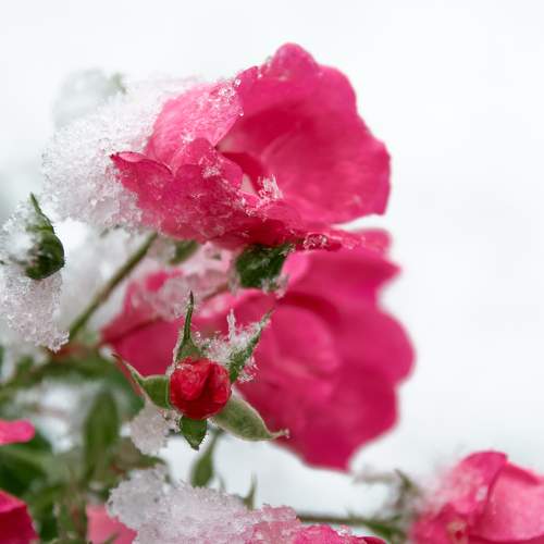 Photo #11448600