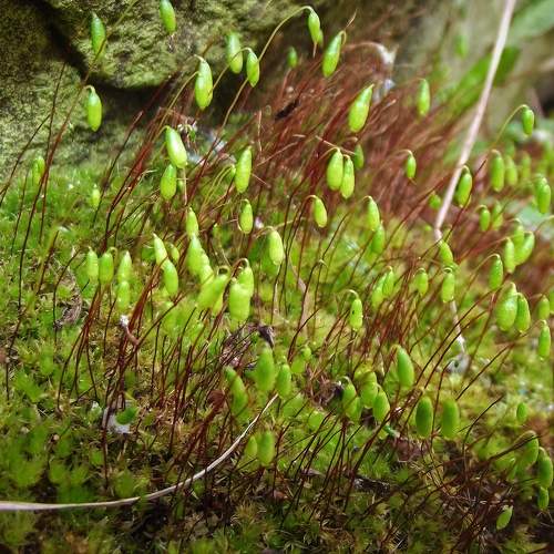 Photo #11449165