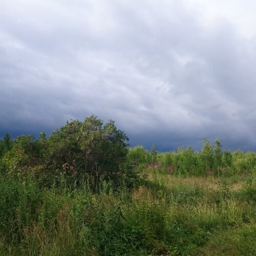 Перед грозой