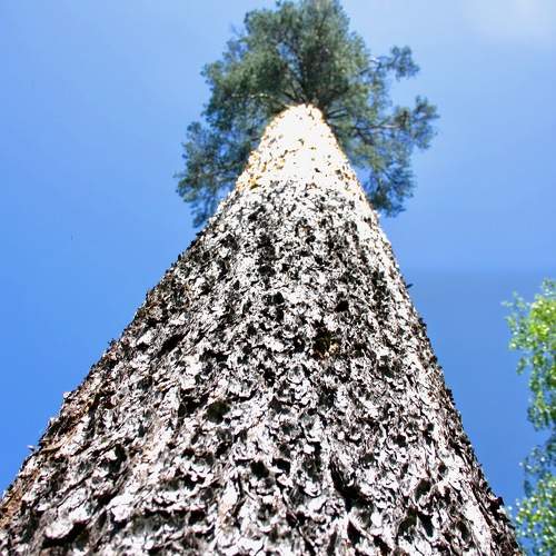 Photo #11450305