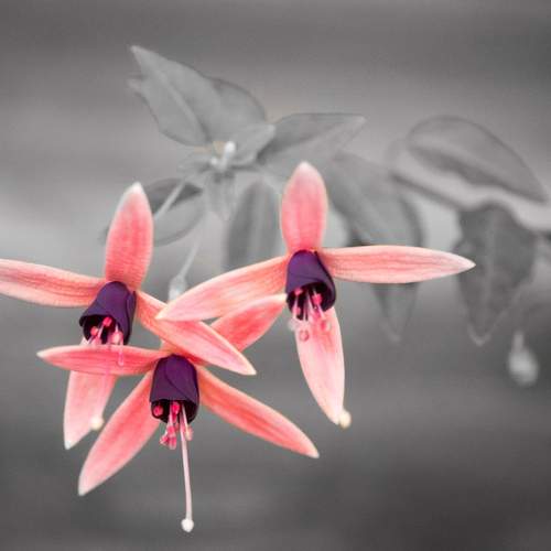 Photo #11450552