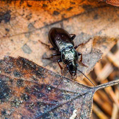 Photo #11451966