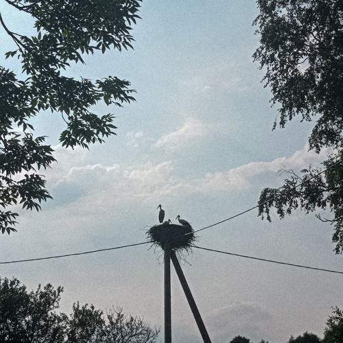Photo #11452199