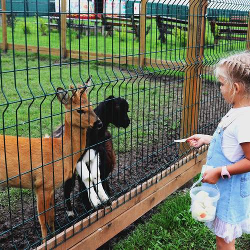 Photo #11452431
