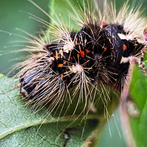 Photo #11452725
