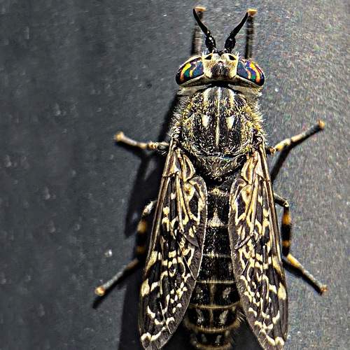 Photo #11452784