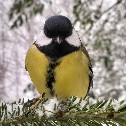 Photo #11452841