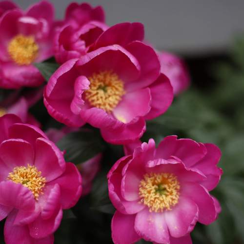 Photo #11453059