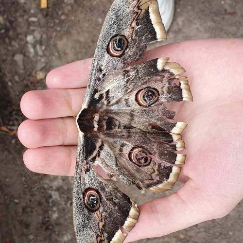 Photo #11453709