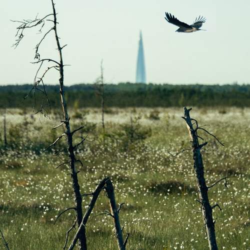 Photo #11453936