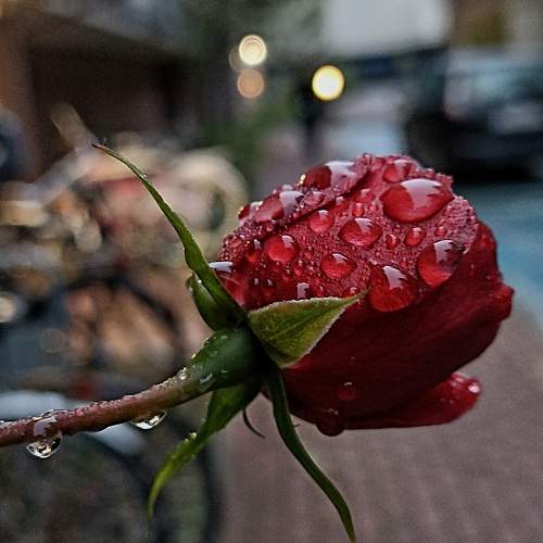 Photo #11453955