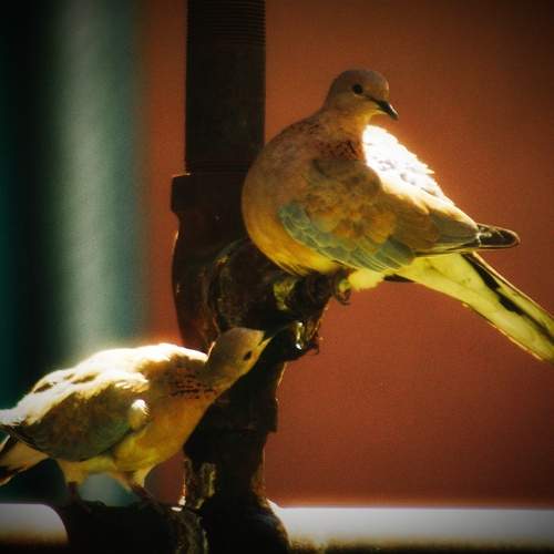 Photo #11454260