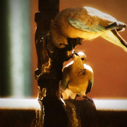 Photo #11454278