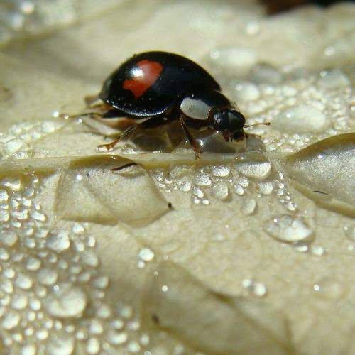Photo #11454391