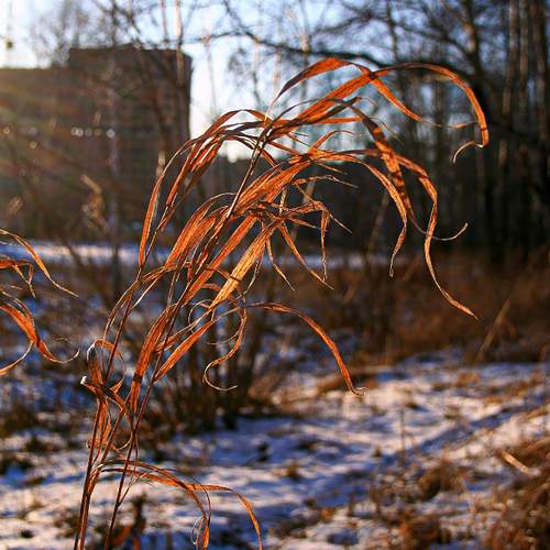 Photo #11455074