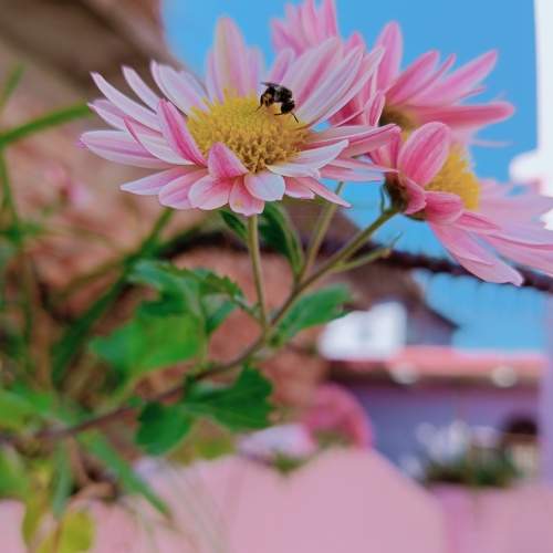 Photo #11455086