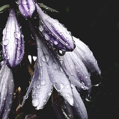 Photo #11455305