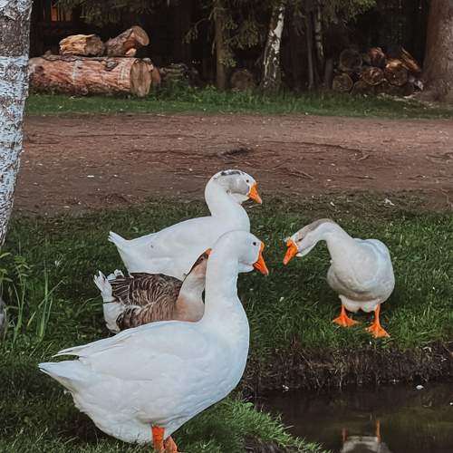 Photo #11455380