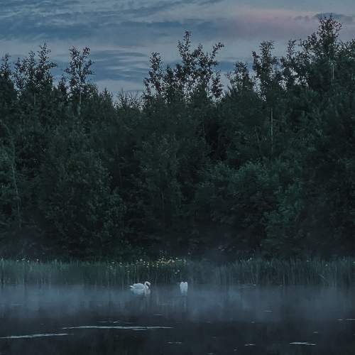 Photo #11455412