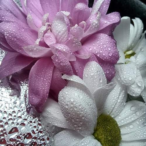 Photo #11455616