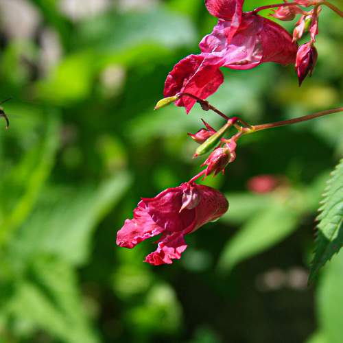 Photo #11456077