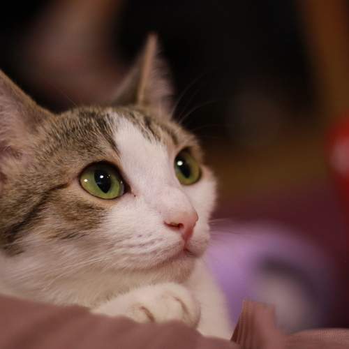 Photo #11456341