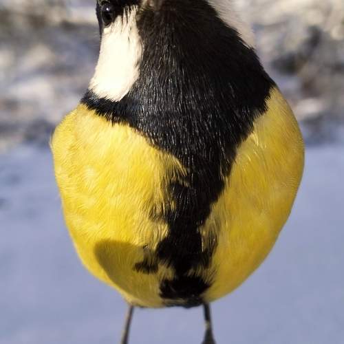 Photo #11456500