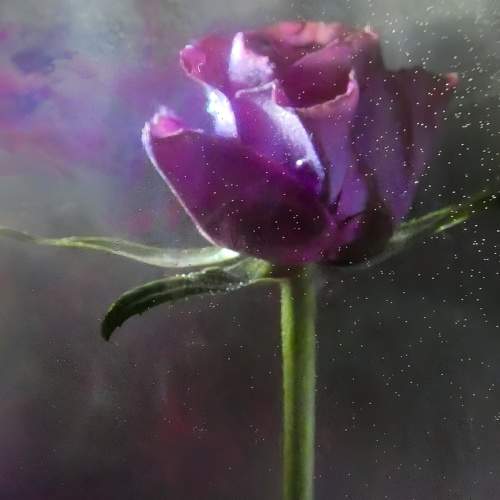 Photo #11456640