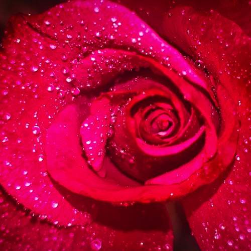 Photo #11457037