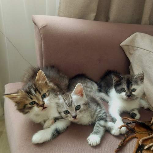 Photo #11457243