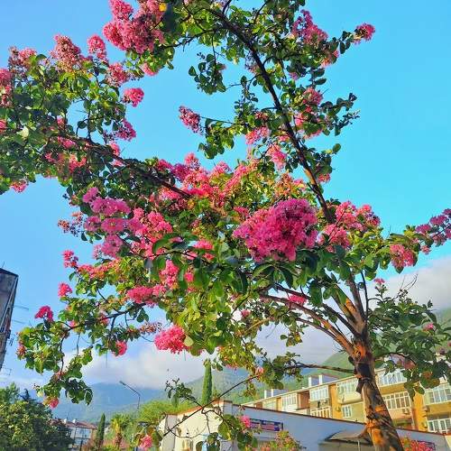 Photo #11458522