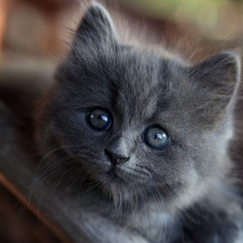 Photo #11459433