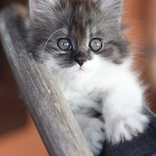 Photo #11459471