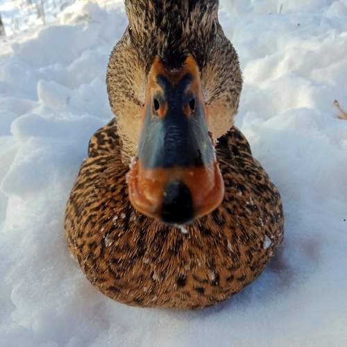 Photo #11459537