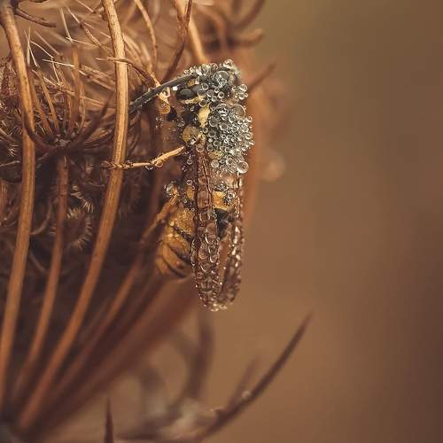 Photo #11459586