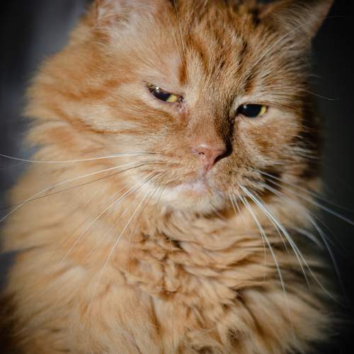 Photo #11459746