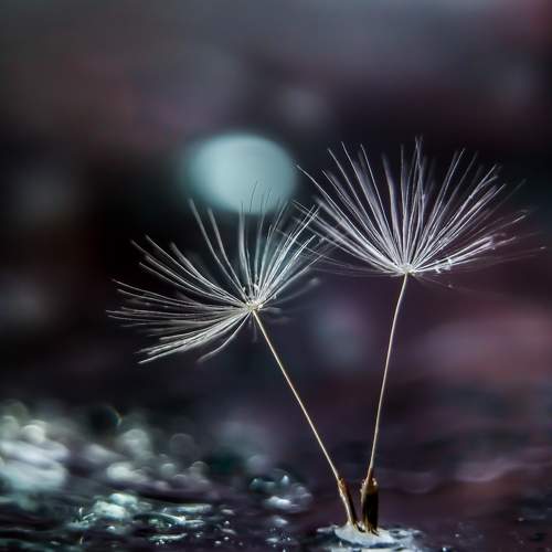 Photo #11459906