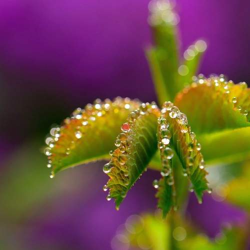 Photo #11459930